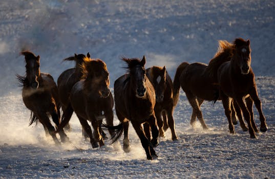 科技信徒的入场券：SpaceX散户配售计划解读 股票财经